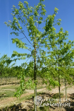 Acer saccharium 'Wieri'