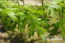 Acer saccharium 'Wieri'