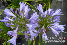 Agapanthus x 'Pitchoune'