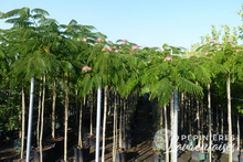 Albizia 'Ombrella'