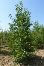 Alnus 'Cordata'