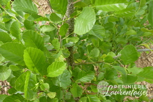 Alnus glutinosa