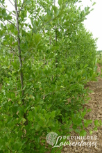 Alnus glutinosa