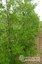 Alnus glutinosa