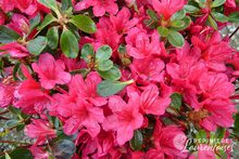 Azalea japonica