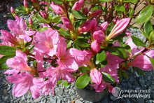 Azalea japonica