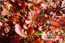 Berberis thunbergii 'Admiration'