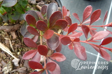 Berberis thunbergii 'Atropurpurea'