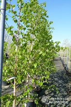 Betula pendula 'Verrucosa'