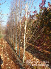 Betula utilis