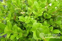 Buxus sempervirens 'Suffructicosa'
