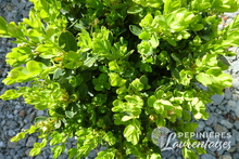 Buxus sempervirens