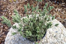 Calluna vulgaris