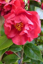 Camelia japonica