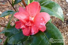 Camelia japonica