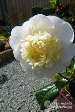 Camelia japonica