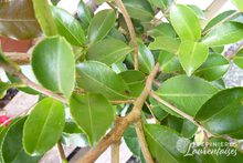 Camelia sasanqua