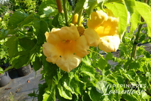 Campsis radicans 'Flava'
