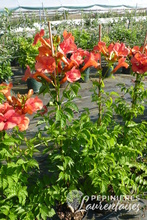 Campsis x tagliabuana 'Madame Galen'