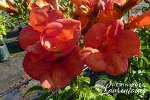 Campsis x tagliabuana 'Madame Galen'