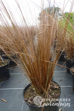 Carex 'Buchananii'