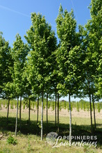 Carpinus betulus 'Frans Fontain'