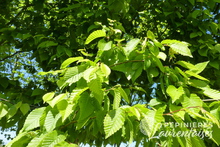 Carpinus betulus 'Frans Fontain'