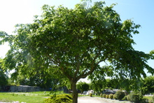 Carpinus betulus 'Pendula'