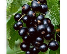 Cassissier Noir de Bourgogne