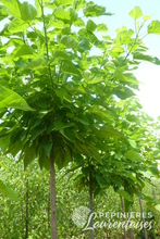 Catalpa bignonioides