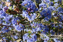 Ceanothus impressus 'Puget Blue'