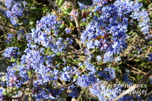 Ceanothus impressus 'Puget Blue'