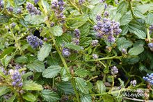 Ceanothus x thyrsyflorus 'Repens'