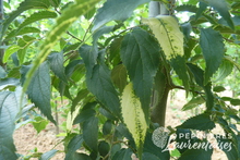 Celtis australis