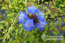 Ceratostigma willmottianum select