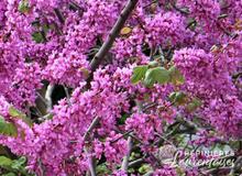 Cercis siliquastrum