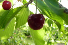 Cerise bigarreau 'Géant d’Hedelfingen'