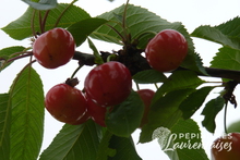 Cerise bigarreau 'Réverchon'