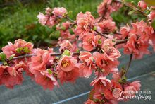 Chaenomeles x superba 'Cameo'
