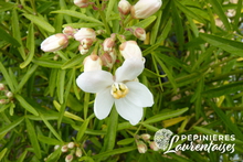 Choisya ternata 'Aztec Pearl'