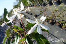 Clematis armandii