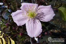 Clematis montana