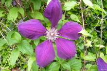 Clématite grandes fleurs