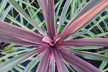 Cordyline 'Can can' ®