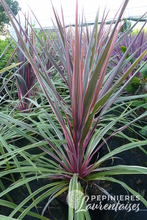 Cordyline 'Can can' ®