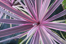 Cordyline australis 'Pink passion'