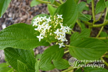 Cornus sericea 'Flaviramea'