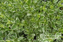Cornus sericea 'White Gold'