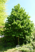 Corylus Colurna