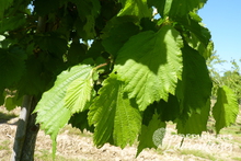 Corylus colurna